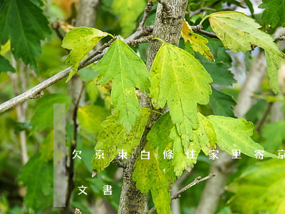 欠京東白條往家里寄(京東白條還要往家里寄文書)