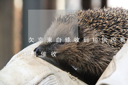 欠京東白條收到短信說要上門(京東白條說上門催收)