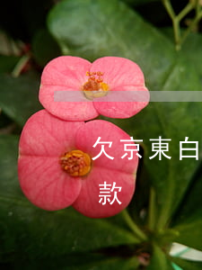 欠京東白條會(huì)怎樣(京東白條有欠款)