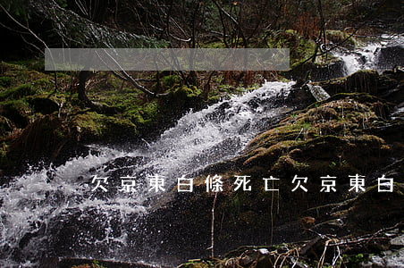 欠京東白條死亡(欠京東白條一千塊)