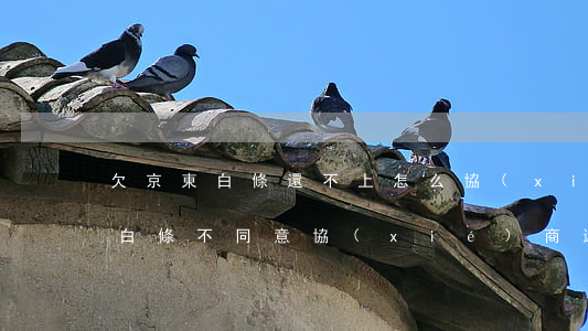 欠京東白條還不上怎么協(xié)商(京東白條不同意協(xié)商還款怎么辦)