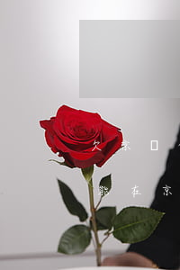 欠京東白條還能在京東工作嗎(欠京東白條還能在京東工作嗎)