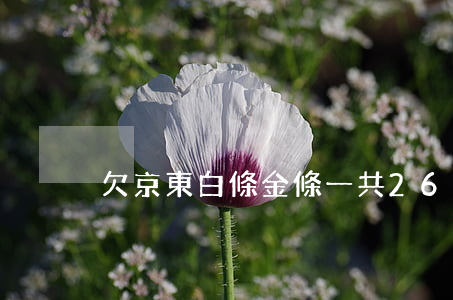 欠京東白條金條一共26000-