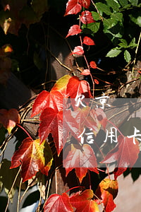 欠京東的錢怎么發(fā)到浦發(fā)信用卡上-欠京東的錢怎么發(fā)到浦發(fā)信用卡上去