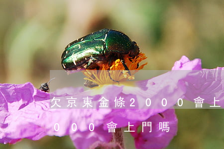 欠京東金條2000會上門嗎(欠京東金條2000會上門嗎)