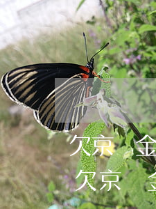 欠京東金條30000會(huì)坐牢嗎(欠京東金條30000會(huì)坐牢嗎)
