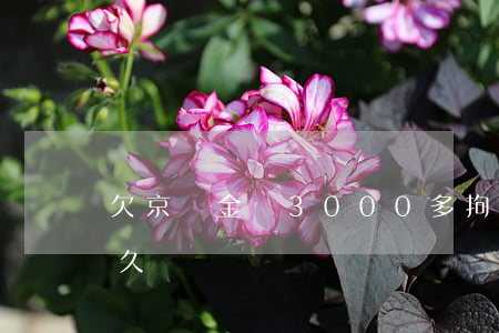 欠京東金條3000多拘留(京東金條能欠多久)