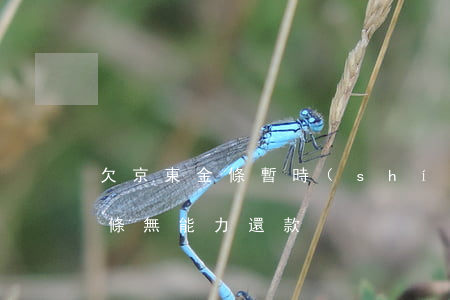 欠京東金條暫時(shí)沒能力還(京東金條無能力還款)
