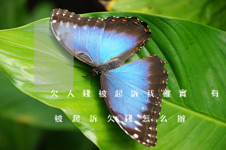 欠人錢被起訴我確實沒有錢怎么辦(沒有欠錢被起訴欠錢怎么辦)