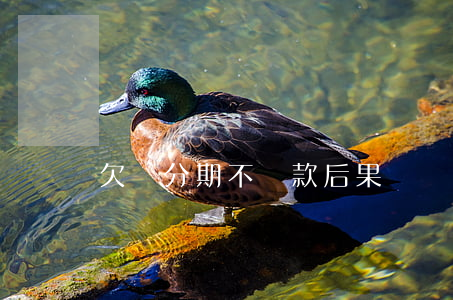 欠來分期不還款后果