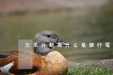 欠來分期為什么是銀行電話催債-