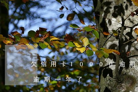 欠信用卡10000逾期了(欠信用卡一萬多逾期一年了)