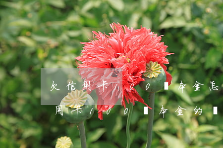 欠信用卡100萬本金怎么算，深入了解：欠信用卡100萬本金的計(jì)算方法