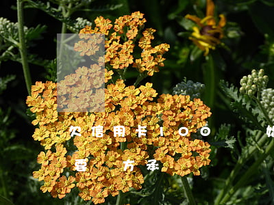 欠信用卡100萬離婚(欠信用卡的錢離婚需要雙方承擔嗎?)