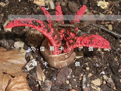 欠信用卡10個(gè)月沒人催了-欠信用卡10個(gè)月沒人催了怎么辦