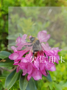 欠信用卡10幾萬可以坐高鐵嗎