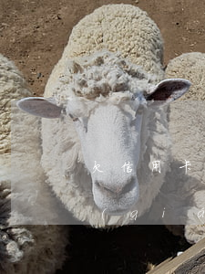 欠信用卡10萬(wàn)分期利息多少錢(qián)-欠信用卡10萬(wàn)分期利息多少錢(qián)啊