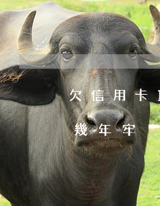 欠信用卡10萬兩年(欠信用卡10萬元要做幾年牢)