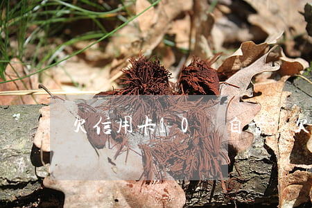 欠信用卡10萬自首-欠信用卡10萬自首