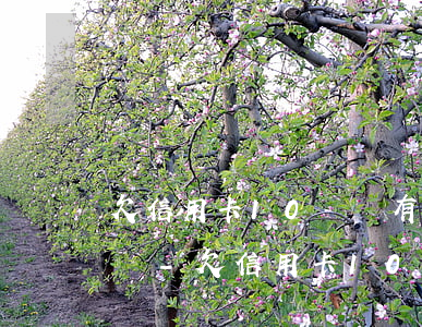 欠信用卡10萬還有網(wǎng)貸怎么辦-欠信用卡10萬還有網(wǎng)貸怎么辦呢
