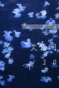 欠信用卡120萬(wàn)屬于(欠信用卡120萬(wàn)屬于詐騙嗎)