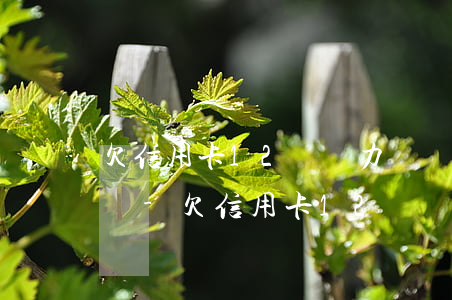 欠信用卡12萬無力償還會(huì)坐牢嗎-欠信用卡12萬無力償還會(huì)坐牢嗎判幾年