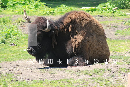 欠信用卡13年没挂失-欠信用卡消失