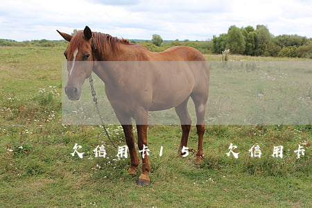 欠信用卡15萬(欠信用卡15萬)