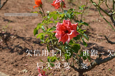 欠信用卡15萬逃跑-欠信用卡15萬銀行說后天就要報案