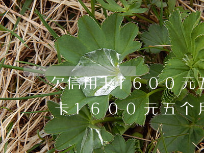 欠信用卡1600元五个月没有还-欠信用卡1600元五个月没有还怎么办