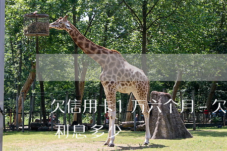 欠信用卡1万六个月-欠信用卡1万六个月利息多少