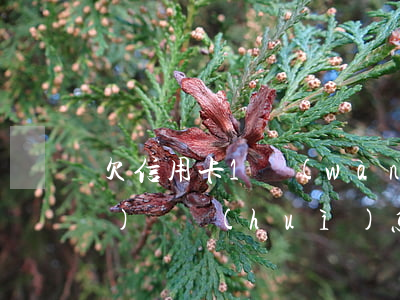 欠信用卡1萬(wàn)15年沒(méi)還會(huì)怎樣-