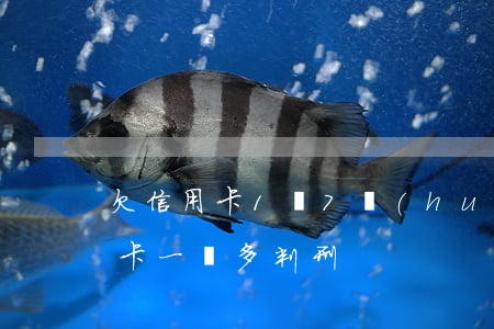 欠信用卡1萬7會(huì)判多久（欠信用卡一萬多判刑）