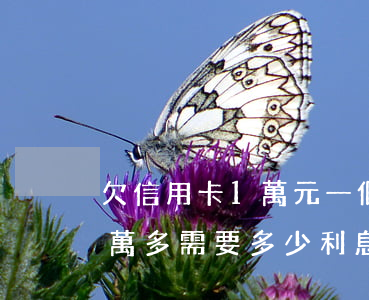 欠信用卡1萬元一個(gè)月(欠信用卡一萬多需要多少利息)