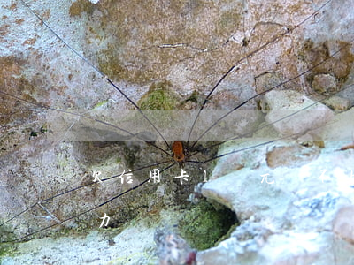 欠信用卡1萬元還不上(欠了信用卡1萬沒能力還)