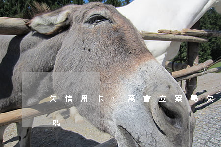 欠信用卡1萬會立案嗎 欠信用卡1萬會坐牢嗎