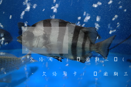 欠信用卡1萬逾期三個(gè)月了怎么辦-欠信用卡1萬逾期三個(gè)月了怎么辦呢