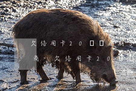 欠信用卡20幾萬逾期了怎么協(xié)商-欠信用卡20幾萬逾期了怎么協(xié)商還款