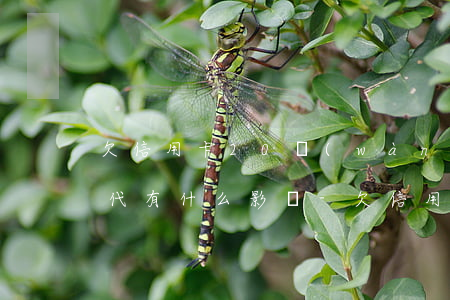 欠信用卡20萬(wàn)對(duì)后代有什么影響-欠信用卡20萬(wàn)對(duì)后代有什么影響嗎