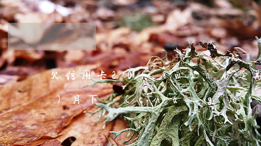 欠信用卡20萬(wàn)逾期3個(gè)月下場(chǎng)