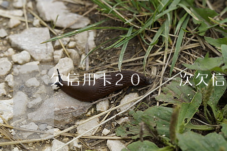欠信用卡20萬一次(欠信用卡20萬一次)