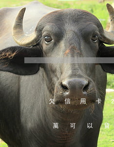 欠信用卡20萬可以貸房貸嗎(欠信用卡20萬可以貸款買房子嗎)