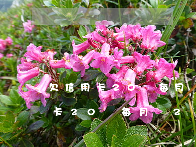 欠信用卡20萬每月還2萬怎么辦-欠信用卡20萬每月還2萬怎么辦理