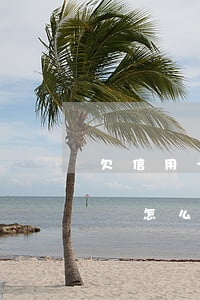 欠信用卡21萬(wàn)無(wú)力償還怎么辦-欠信用卡21萬(wàn)無(wú)力償還怎么辦呢