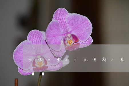 欠信用卡25元逾期1天(信用卡逾期二十多塊錢)