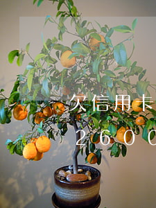 欠信用卡2600元會被起訴嗎-欠信用卡2600元會被起訴嗎知乎
