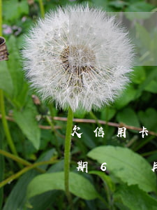 欠信用卡2800元(欠信用卡2800元逾期6個月嚴(yán)不嚴(yán)重)