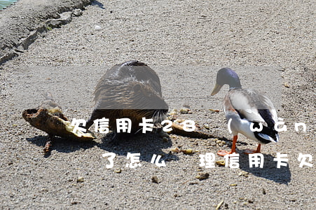 欠信用卡28萬(wàn)無(wú)力償還了怎么處理?(信用卡欠債40萬(wàn),還不上怎么辦?)