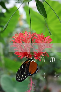 欠信用卡2萬(wàn)逾期三月會(huì)怎樣(欠信用卡3萬(wàn)逾期三個(gè)月)