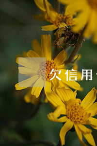 欠信用卡2萬元(欠信用卡2萬元)